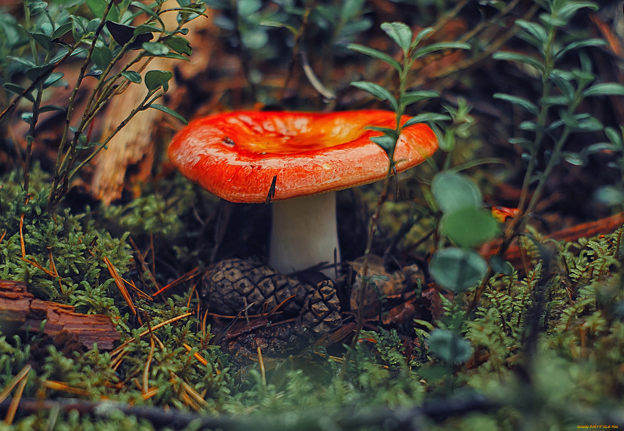 �������, �����, ����